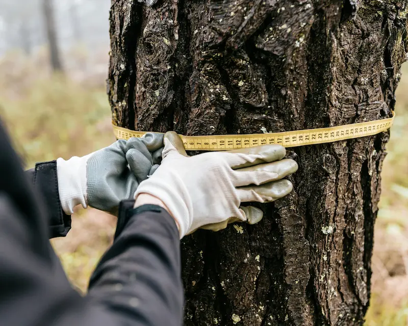 half-img-upplands-arborist-1