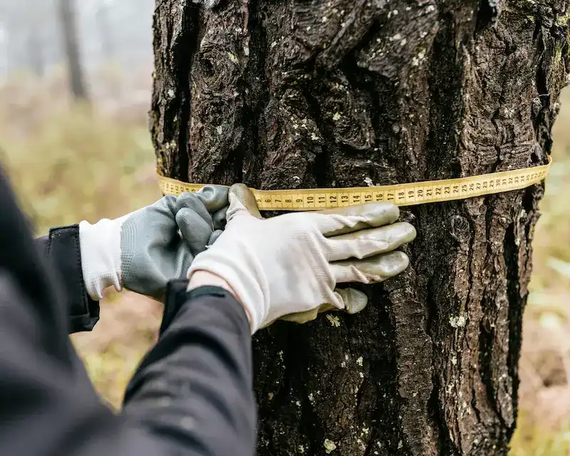 half-img-upplands-arborist-1 (1)